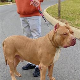Rehome American Bully XL Male Looking for a Good Home in Hagerstown, md