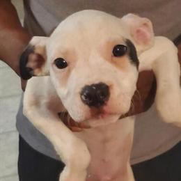 American Bully Puppies Looking for Loving Homes in Raleigh, nc
