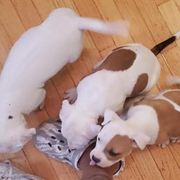 Bully Puppies for Adoption in Raleigh, nc