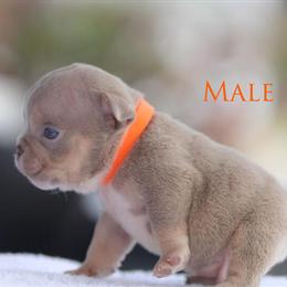 American Bully Pups from Grand Champion Bloodline in Pittsburgh, pa