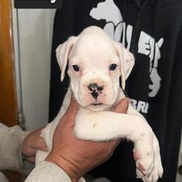 Boxer Puppy with AKC Registration in Lowell, ma