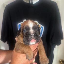 AKC Registered Boxer Puppies Available in Lowell, ma