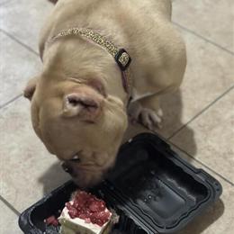 Micro Bully Female for Sale - Incredible Opportunity in Allentown, pa