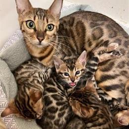 Bengal Kittens Ready for Adoption in Troy, mo