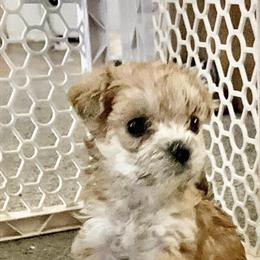 Maltipoo Puppies - 5 Weeks Old, Ready at 8 Weeks in Moreno Valley, ca