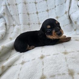 Dachshund puppies available! Reduced price! in Greensboro, nc