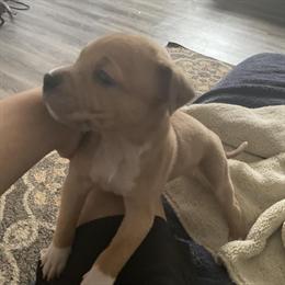 Dalmation puppies, 9 weeks old in Akron, Ohio in Cleveland, oh