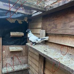 Afghan Pigeon for Sale in Edison, nj