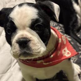 Frenchton Female Puppy - Black/Brindle and White in Dry Ridge, ky