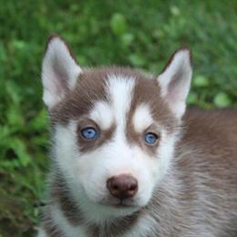 Siberian Husky Puppies for Sale - AKC Registered in Millersburg, oh