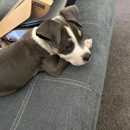 Standard Puppy Available in Detroit, mi