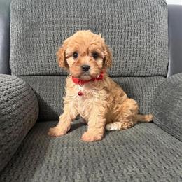 Cavapoo Puppies Available - CKC Registered, Ready Now in Jeffersonville, in