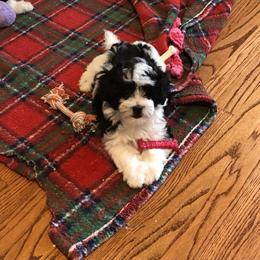 Maltipoo Puppies Ready for Forever Homes in Mount Sterling, ky