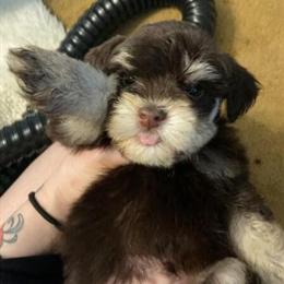 Miniature Schnauzer Stud Service Available in Sacramento, ca