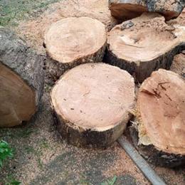 Professional Garbage Removal, Tree Cutting, and Yard Cleanup Services in Maspeth, NY