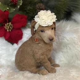 Standard Poodle Puppies for Sale in Sacramento, ca