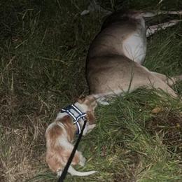 Dachshund Puppies Available in Hillsdale, mi