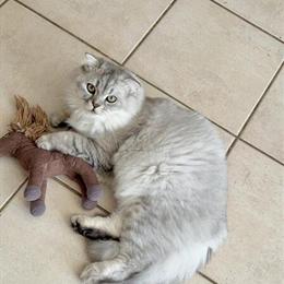 10-Month-Old Scottish Fold Kitten for Adoption in Orlando, fl