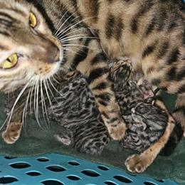 Bengal Kittens Available - Males and Females in Plymouth, wi