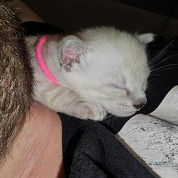 Bengal Kitten Ready December 19th in Plymouth, wi