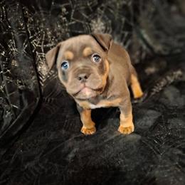 American Bully Puppy - 6 Weeks Old in Greenwood, in
