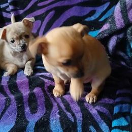 Pomchi Puppies for Rehoming in Remus, mi