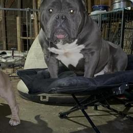 American Bully Studs Ready for Breeding in Lincoln Park, mi