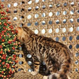 Bengal kitten available for rehoming in Anderson, in