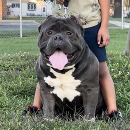 American Bully Available for Stud Services in Lincoln Park, mi