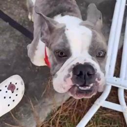 Mini French Bulldog Rocky Looking for a New Home in Charlotte, nc