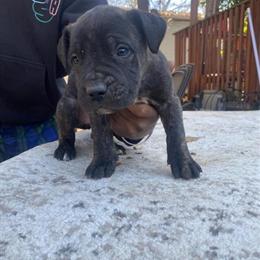 Boerboel for Studding in Charlotte, nc