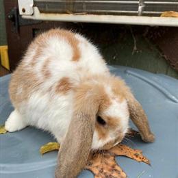 Minilop Bunny for Adoption in Lebanon, nj