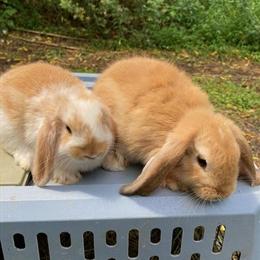 Minilop Rabbits for Adoption in Lebanon, nj