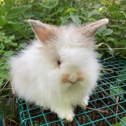 Female Lionhead Rabbits for Sale in Lebanon, nj