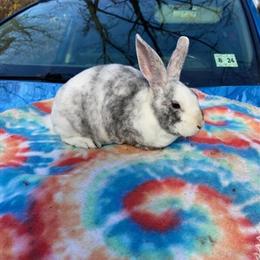 Mini Rex Bunny for Adoption in Lebanon, nj