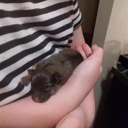 Chihuahua and Miniature Pomeranian Puppies Available in Auburn, wa