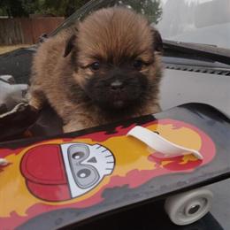 Chihuahua Puppy - Tiny Show Quality Male in Auburn, wa