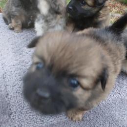 Chihuahua Puppy - Adorable Tiny Male in Auburn, wa