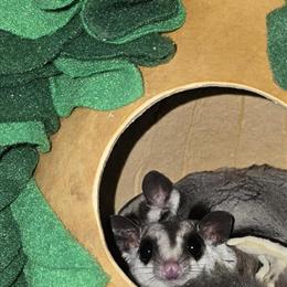 Female Sugar Gliders for Sale in Roanoke, va