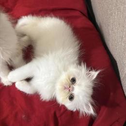 Persian Kittens for Adoption in Houston, tx