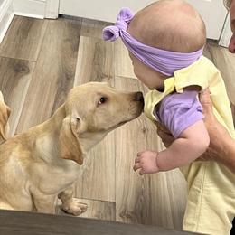 Male Yellow Labrador Retriever Puppies in Trenton, fl