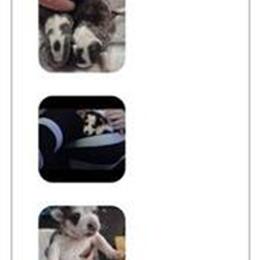 Chihuahua Minis - Perfect Christmas Gift in Clarkesville, ga