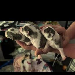 Tiny Chiweenie-Mini Puppies Ready for Christmas - $600 in Clarkesville, ga