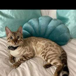 Bengal Cat Seeking Loving Home in Port Saint Lucie, fl