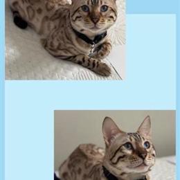 Snow Bengal Cat Looking for a Loving Home in Port Saint Lucie, fl
