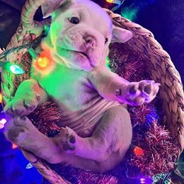 English Bulldog Puppies for Sale in Hillsdale, mi