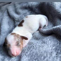 Mini Dachshund Puppies for Sale in Fort Worth, tx