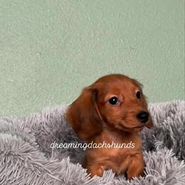 Miniature Dachshund Puppies Ready for New Homes in Fort Worth, tx