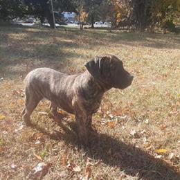 Female Presa Canario Puppy for Sale in Baltimore, md