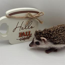 Hedgehogs Available - Well-Socialized with Health Guarantees in Cherry Hill, nj